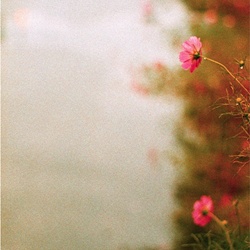 dailyPhoto15
